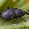 Kietinis baris - Baris artemisiae | Fotografijos autorius : Žilvinas Pūtys | © Macrogamta.lt | Šis tinklapis priklauso bendruomenei kuri domisi makro fotografija ir fotografuoja gyvąjį makro pasaulį.
