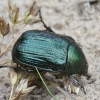 Žiedinis grambuolys - Anomala dubia | Fotografijos autorius : Vytautas Gluoksnis | © Macrogamta.lt | Šis tinklapis priklauso bendruomenei kuri domisi makro fotografija ir fotografuoja gyvąjį makro pasaulį.