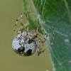 Juodadėmis pleištinukas - Platnickina tincta | Fotografijos autorius : Gintautas Steiblys | © Macrogamta.lt | Šis tinklapis priklauso bendruomenei kuri domisi makro fotografija ir fotografuoja gyvąjį makro pasaulį.