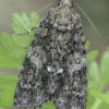 Knot Grass Moth - Acronicta rumicis | Fotografijos autorius : Gintautas Steiblys | © Macronature.eu | Macro photography web site