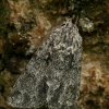 Knot grass moth - Acronicta rumicis  | Fotografijos autorius : Gintautas Steiblys | © Macronature.eu | Macro photography web site