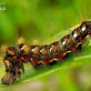 Knot grass moth - Acronicta rumicis, catterpilar | Fotografijos autorius : Romas Ferenca | © Macronature.eu | Macro photography web site