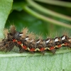 Knot grass moth - Acronicta rumicis, catterpilar | Fotografijos autorius : Žilvinas Pūtys | © Macronature.eu | Macro photography web site
