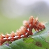 Rūgštyninis strėlinukas - Acronicta rumicis, vikšras | Fotografijos autorius : Agnė Našlėnienė | © Macronature.eu | Macro photography web site