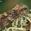 Knot grass moth - Acronicta rumicis | Fotografijos autorius : Gintautas Steiblys | © Macronature.eu | Macro photography web site