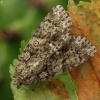 Knot grass moth - Acronicta rumicis | Fotografijos autorius : Vidas Brazauskas | © Macronature.eu | Macro photography web site