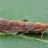 Knot-horn moth - Selagia spadicella | Fotografijos autorius : Žilvinas Pūtys | © Macronature.eu | Macro photography web site