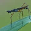 Kojūkakojė musė - Micropeza corrigiolata  | Fotografijos autorius : Gintautas Steiblys | © Macrogamta.lt | Šis tinklapis priklauso bendruomenei kuri domisi makro fotografija ir fotografuoja gyvąjį makro pasaulį.