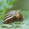 Kolorado vabalas – Leptinotarsa decemlineata | Fotografijos autorius : Vidas Brazauskas | © Macrogamta.lt | Šis tinklapis priklauso bendruomenei kuri domisi makro fotografija ir fotografuoja gyvąjį makro pasaulį.