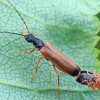 Krūminis minkštavabalis - Rhagonycha lignosa | Fotografijos autorius : Gintautas Steiblys | © Macrogamta.lt | Šis tinklapis priklauso bendruomenei kuri domisi makro fotografija ir fotografuoja gyvąjį makro pasaulį.