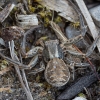 Kocho krabvoris - Xysticus kochi ♀ | Fotografijos autorius : Žilvinas Pūtys | © Macrogamta.lt | Šis tinklapis priklauso bendruomenei kuri domisi makro fotografija ir fotografuoja gyvąjį makro pasaulį.
