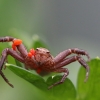 Krabvoris – Xysticus sp. | Fotografijos autorius : Agnė Našlėnienė | © Macrogamta.lt | Šis tinklapis priklauso bendruomenei kuri domisi makro fotografija ir fotografuoja gyvąjį makro pasaulį.