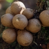Kriaušinis pumpotaukšlis - Apioperdon pyriforme | Fotografijos autorius : Žilvinas Pūtys | © Macrogamta.lt | Šis tinklapis priklauso bendruomenei kuri domisi makro fotografija ir fotografuoja gyvąjį makro pasaulį.