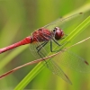 Kruvinoji skėtė - Sympetrum sanguineum ♂ | Fotografijos autorius : Gintautas Steiblys | © Macrogamta.lt | Šis tinklapis priklauso bendruomenei kuri domisi makro fotografija ir fotografuoja gyvąjį makro pasaulį.