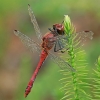 Kruvinoji skėtė - Sympetrum sanguineum ♂ | Fotografijos autorius : Gintautas Steiblys | © Macrogamta.lt | Šis tinklapis priklauso bendruomenei kuri domisi makro fotografija ir fotografuoja gyvąjį makro pasaulį.