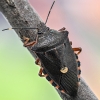 Kruvinoji skydblakė - Pinthaeus sanguinipes | Fotografijos autorius : Kazimieras Martinaitis | © Macrogamta.lt | Šis tinklapis priklauso bendruomenei kuri domisi makro fotografija ir fotografuoja gyvąjį makro pasaulį.