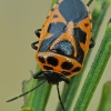 Kryžmažiedinė skydblakė - Eurydema dominulus | Fotografijos autorius : Gintautas Steiblys | © Macrogamta.lt | Šis tinklapis priklauso bendruomenei kuri domisi makro fotografija ir fotografuoja gyvąjį makro pasaulį.