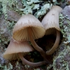 Raudonsultė šalmabudė - Mycena haematopus | Fotografijos autorius : Romas Ferenca | © Macrogamta.lt | Šis tinklapis priklauso bendruomenei kuri domisi makro fotografija ir fotografuoja gyvąjį makro pasaulį.