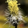 Kupstinis švylys - Eriophorum vaginatum | Fotografijos autorius : Ramunė Vakarė | © Macrogamta.lt | Šis tinklapis priklauso bendruomenei kuri domisi makro fotografija ir fotografuoja gyvąjį makro pasaulį.