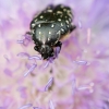 Kvapusis auksavabalis - Oxytherea funesta | Fotografijos autorius : Zita Gasiūnaitė | © Macrogamta.lt | Šis tinklapis priklauso bendruomenei kuri domisi makro fotografija ir fotografuoja gyvąjį makro pasaulį.