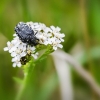 Kvapusis auksavabalis | Oxythyrea funesta | Fotografijos autorius : Darius Baužys | © Macrogamta.lt | Šis tinklapis priklauso bendruomenei kuri domisi makro fotografija ir fotografuoja gyvąjį makro pasaulį.