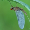 Rusvapilvis lašalas - Serratella ignita | Fotografijos autorius : Gintautas Steiblys | © Macrogamta.lt | Šis tinklapis priklauso bendruomenei kuri domisi makro fotografija ir fotografuoja gyvąjį makro pasaulį.