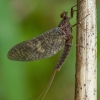 Lašalas - Paraleptophlebia submarginata ♂ | Fotografijos autorius : Žilvinas Pūtys | © Macrogamta.lt | Šis tinklapis priklauso bendruomenei kuri domisi makro fotografija ir fotografuoja gyvąjį makro pasaulį.