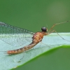 Lašalas | Fotografijos autorius : Gintautas Steiblys | © Macrogamta.lt | Šis tinklapis priklauso bendruomenei kuri domisi makro fotografija ir fotografuoja gyvąjį makro pasaulį.