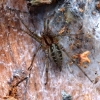 Labirintinis piltuvininkas - Agelena labyrinthica | Fotografijos autorius : Romas Ferenca | © Macrogamta.lt | Šis tinklapis priklauso bendruomenei kuri domisi makro fotografija ir fotografuoja gyvąjį makro pasaulį.