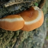 Lacquered bracket - Ganoderma lucidum | Fotografijos autorius : Gintautas Steiblys | © Macronature.eu | Macro photography web site