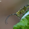 Ladder-marked longhorn beetle - Saperda scalaris  | Fotografijos autorius : Arūnas Eismantas | © Macronature.eu | Macro photography web site
