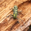 Ladder-marked longhorn beetle - Saperda scalaris | Fotografijos autorius : Vytautas Tamutis | © Macronature.eu | Macro photography web site