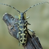 Ladder-marked longhorn beetle - Saperda scalaris | Fotografijos autorius : Gintautas Steiblys | © Macronature.eu | Macro photography web site