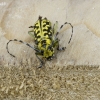 Ladder-marked longhorn beetle - Saperda scalaris | Fotografijos autorius : Giedrius Markevičius | © Macronature.eu | Macro photography web site