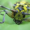 Ladder-marked longhorn beetle - Saperda scalaris | Fotografijos autorius : Vidas Brazauskas | © Macronature.eu | Macro photography web site