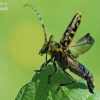 Ladder-marked longhorn beetle - Saperda scalaris | Fotografijos autorius : Arūnas Eismantas | © Macronature.eu | Macro photography web site