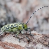 Ladder-marked longhorn beetle - Saperda scalaris | Fotografijos autorius : Kazimieras Martinaitis | © Macronature.eu | Macro photography web site