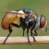 Ladybird fly - Gymnosoma rotundatum ♂ | Fotografijos autorius : Žilvinas Pūtys | © Macronature.eu | Macro photography web site