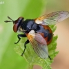 Ladybird fly - Gymnosoma rotundatum | Fotografijos autorius : Gintautas Steiblys | © Macronature.eu | Macro photography web site