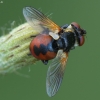 Ladybird fly - Gymnosoma rotundatum | Fotografijos autorius : Vidas Brazauskas | © Macronature.eu | Macro photography web site
