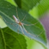 Laibasis storažandis | Common Stretch-spider | Tetragnatha extensa | Fotografijos autorius : Darius Baužys | © Macrogamta.lt | Šis tinklapis priklauso bendruomenei kuri domisi makro fotografija ir fotografuoja gyvąjį makro pasaulį.