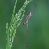 Laibasis storažandis - Tetragnatha extensa ♀ | Fotografijos autorius : Žilvinas Pūtys | © Macrogamta.lt | Šis tinklapis priklauso bendruomenei kuri domisi makro fotografija ir fotografuoja gyvąjį makro pasaulį.