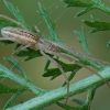 Laibasis storažandis - Tetragnatha extensa | Fotografijos autorius : Gintautas Steiblys | © Macrogamta.lt | Šis tinklapis priklauso bendruomenei kuri domisi makro fotografija ir fotografuoja gyvąjį makro pasaulį.