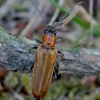 Laibavabalis - Anogcodes melanurus | Fotografijos autorius : Romas Ferenca | © Macrogamta.lt | Šis tinklapis priklauso bendruomenei kuri domisi makro fotografija ir fotografuoja gyvąjį makro pasaulį.