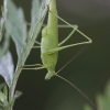 Lakštasparnis pjūklius - Phaneroptera falcata | Fotografijos autorius : Agnė Našlėnienė | © Macrogamta.lt | Šis tinklapis priklauso bendruomenei kuri domisi makro fotografija ir fotografuoja gyvąjį makro pasaulį.