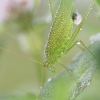 Lakštasparnis pjūklius - Phaneroptera falcata | Fotografijos autorius : Agnė Našlėnienė | © Macrogamta.lt | Šis tinklapis priklauso bendruomenei kuri domisi makro fotografija ir fotografuoja gyvąjį makro pasaulį.