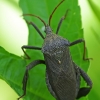 Lapakojė kampuotblakė - Acanthocephala terminalis | Fotografijos autorius : Deividas Makavičius | © Macrogamta.lt | Šis tinklapis priklauso bendruomenei kuri domisi makro fotografija ir fotografuoja gyvąjį makro pasaulį.