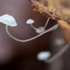 Lapinis mažūnis - Marasmius epiphyllus | Fotografijos autorius : Žilvinas Pūtys | © Macrogamta.lt | Šis tinklapis priklauso bendruomenei kuri domisi makro fotografija ir fotografuoja gyvąjį makro pasaulį.