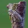 Lapinukas - Polydrusus cervinus | Fotografijos autorius : Romas Ferenca | © Macrogamta.lt | Šis tinklapis priklauso bendruomenei kuri domisi makro fotografija ir fotografuoja gyvąjį makro pasaulį.