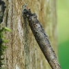 Large Birch-Bright - Taleporia tubulosa, case of caterpillar | Fotografijos autorius : Gintautas Steiblys | © Macronature.eu | Macro photography web site